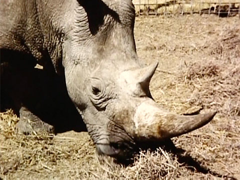 East Africa 1961 Reel 23 of 46 thumbnail.