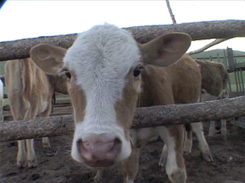 Mongolia; Tuv Aimag B roll (2000) thumbnail.
