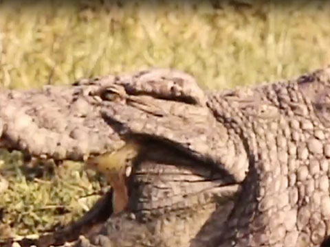 Wild Crocodiles thumbnail.
