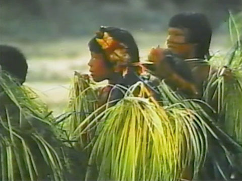 The Gift of Birds Vol. 4 Bororo People thumbnail.