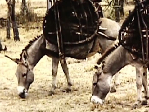 Samburu Donkeys thumbnail.