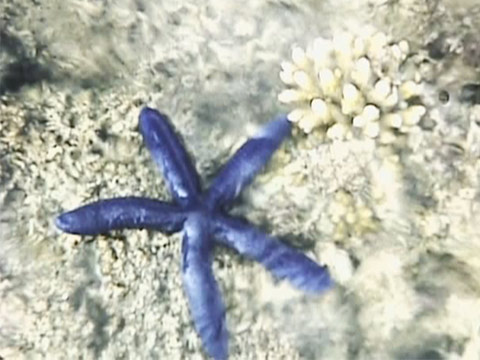 Australia 1957 Reel 29 of 44 thumbnail.