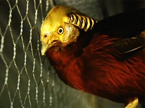 Australia 1961 Reel 41 of 46 thumbnail.
