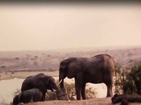 Watson Kitner Elephants thumbnail.