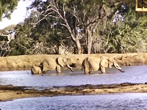East Africa 1952 Reel 3 of 10 thumbnail.