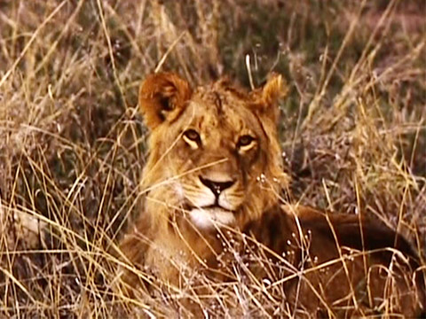 East Africa 1961 Reel 2 of 46 thumbnail.