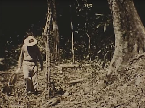 Tikal Project - 1956-1957 Tikal Early Pyramids thumbnail.