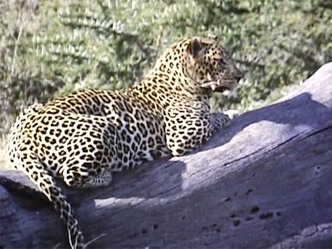 East Africa 1961 Reel 6 of 46 thumbnail.