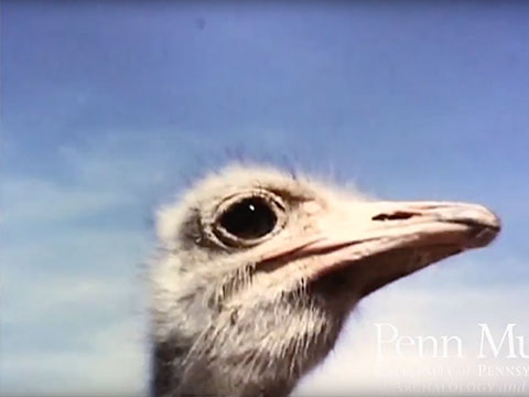 Carl Hartley Animal Farm 1961 thumbnail.