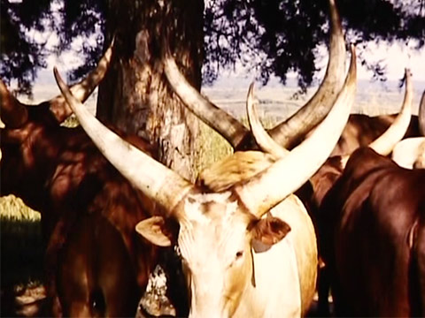 East Africa 1961 Reel 31 of 46 thumbnail.