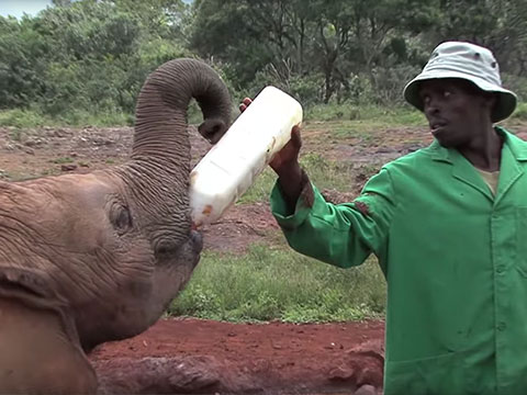 Feeding Baby Elephants thumbnail.