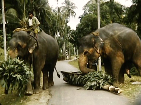 Ceylon 1955 Reel 8 of 24 thumbnail.