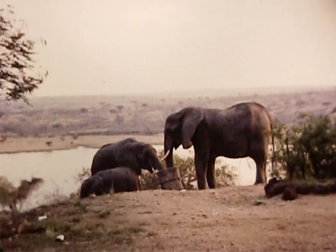 East Africa 1961 Reel 30 of 46 thumbnail.