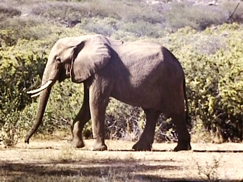 East Africa 1961 Reel 18 of 46 thumbnail.