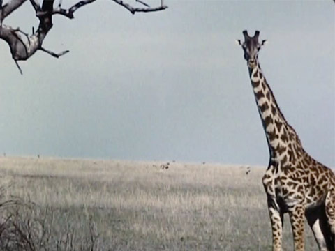 East Africa 1961 Reel 7 of 46 thumbnail.