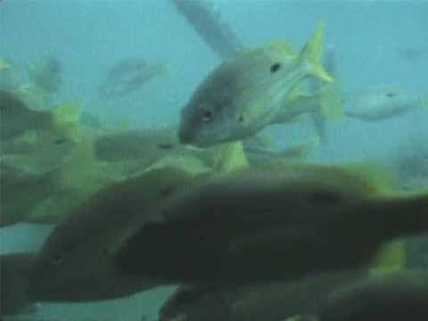 Australia 1957 Reel 28 of 44 thumbnail.
